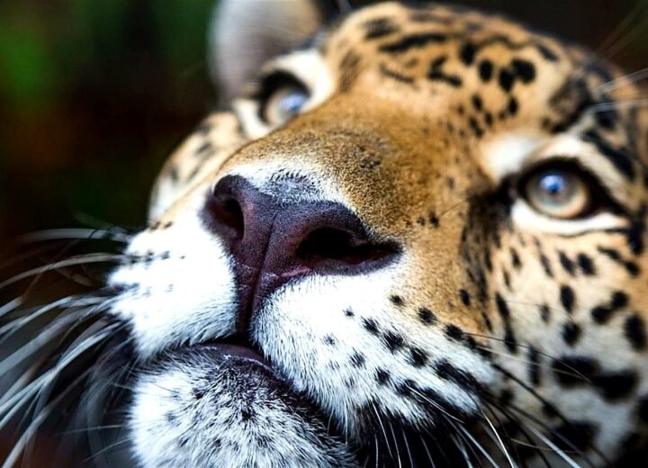 Jaguar at the Belize Zoo