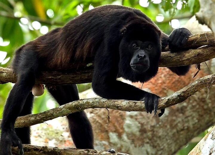 Black howler monkey in Belize forest