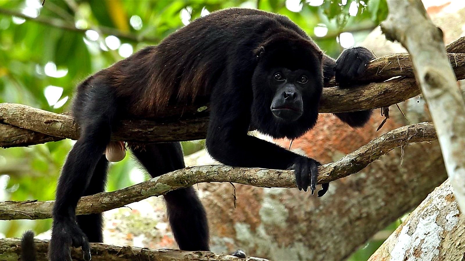 Altun Ha and Baboon Sanctuary from Caye Caulker Belize tour photo